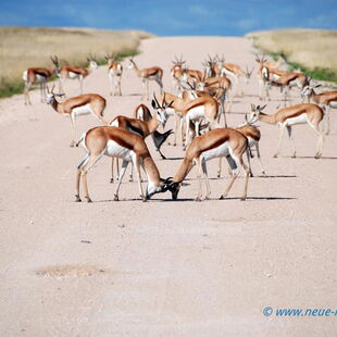 Reise Impressionen von Namibia - Afrika