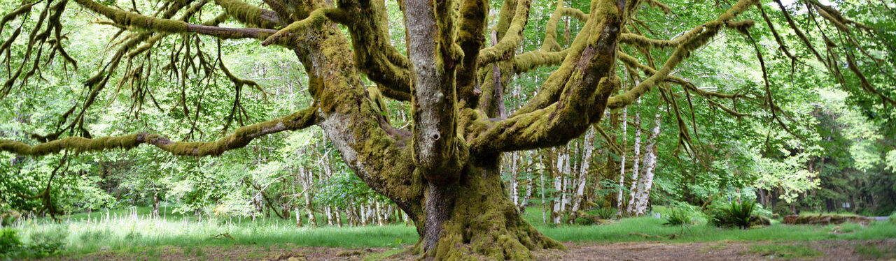 Olympic Nationalpark - USA Washington & Oregon