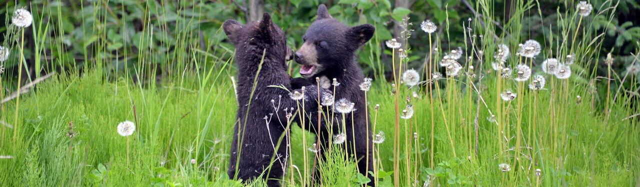 Schwarzbär-Familie - Kanada Alberta & British Columbia - Nord-Amerika